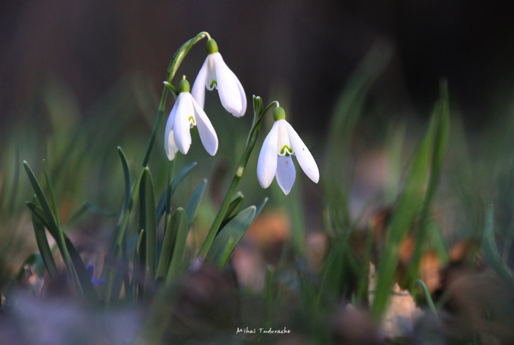 Canon EOS 600D (Rebel EOS T3i / EOS Kiss X5) + Sigma 18-250mm F3.5-6.3 DC OS HSM sample photo. Snowdrops photography