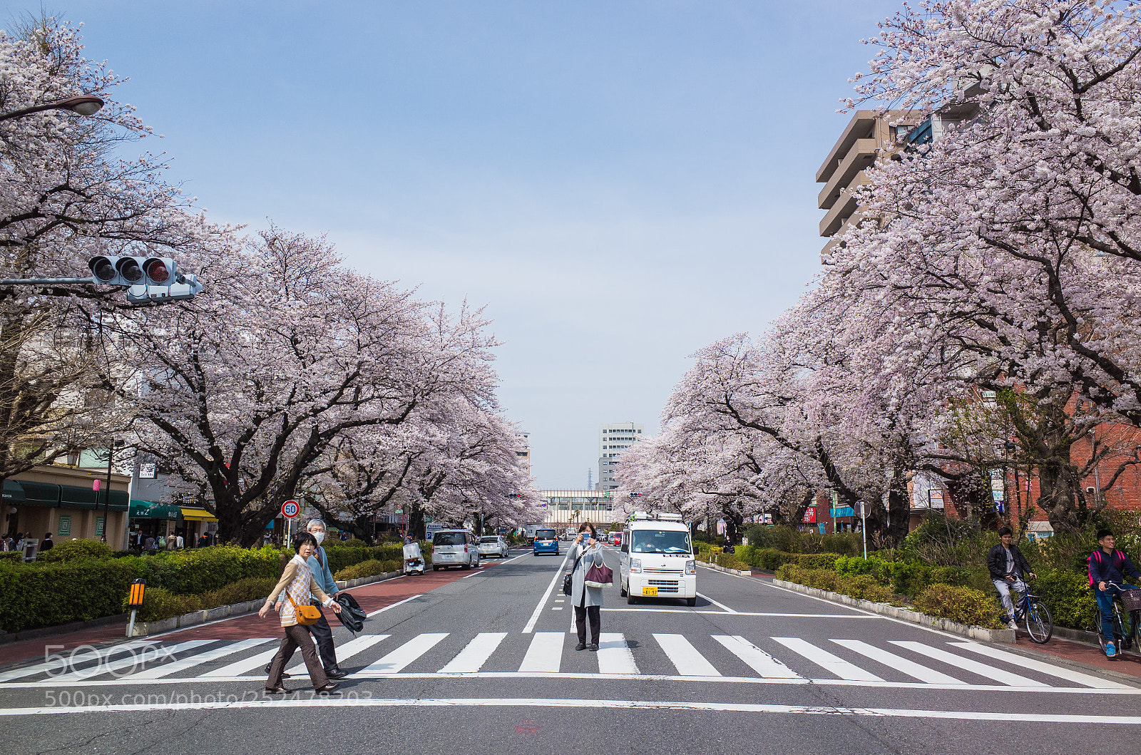 Ricoh GR sample photo. Sakura photography
