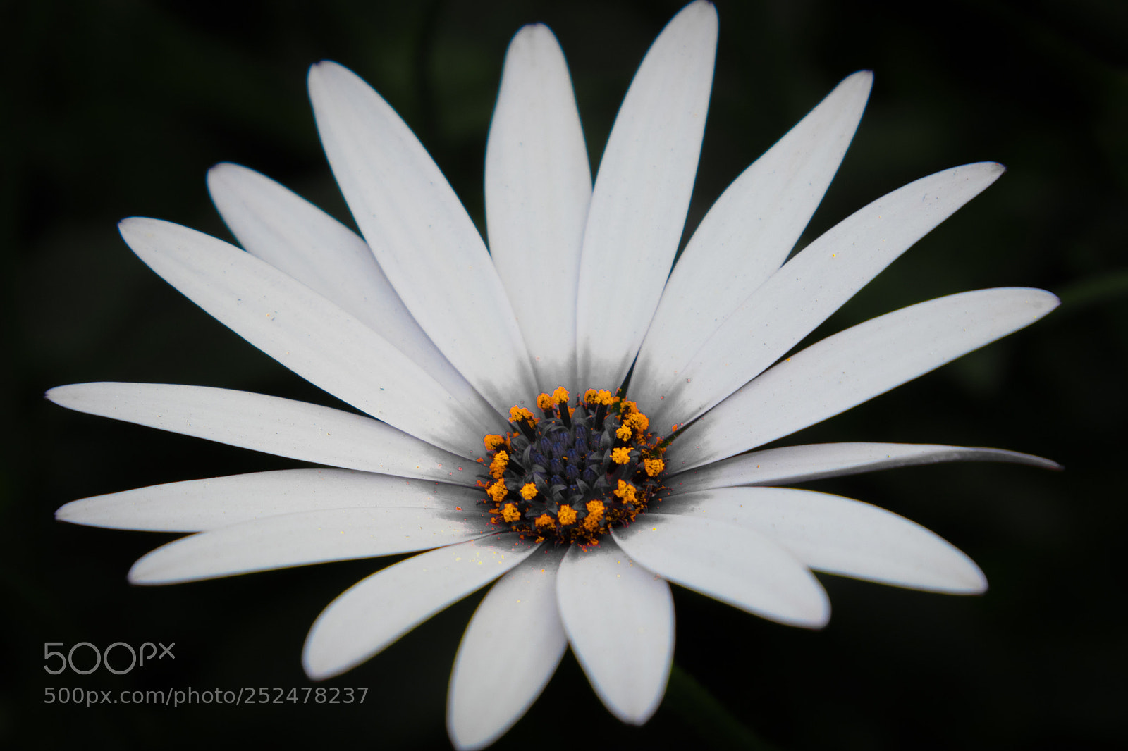 Canon EOS 80D sample photo. Floating photography