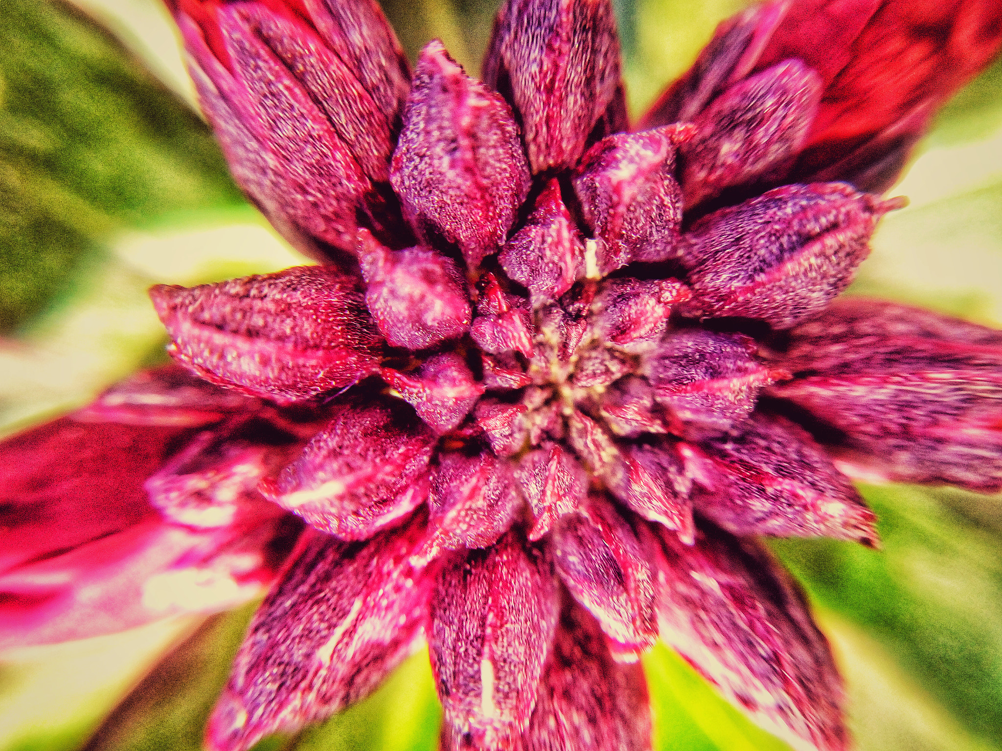 Sony Xperia M5 Dual sample photo. Little star photography