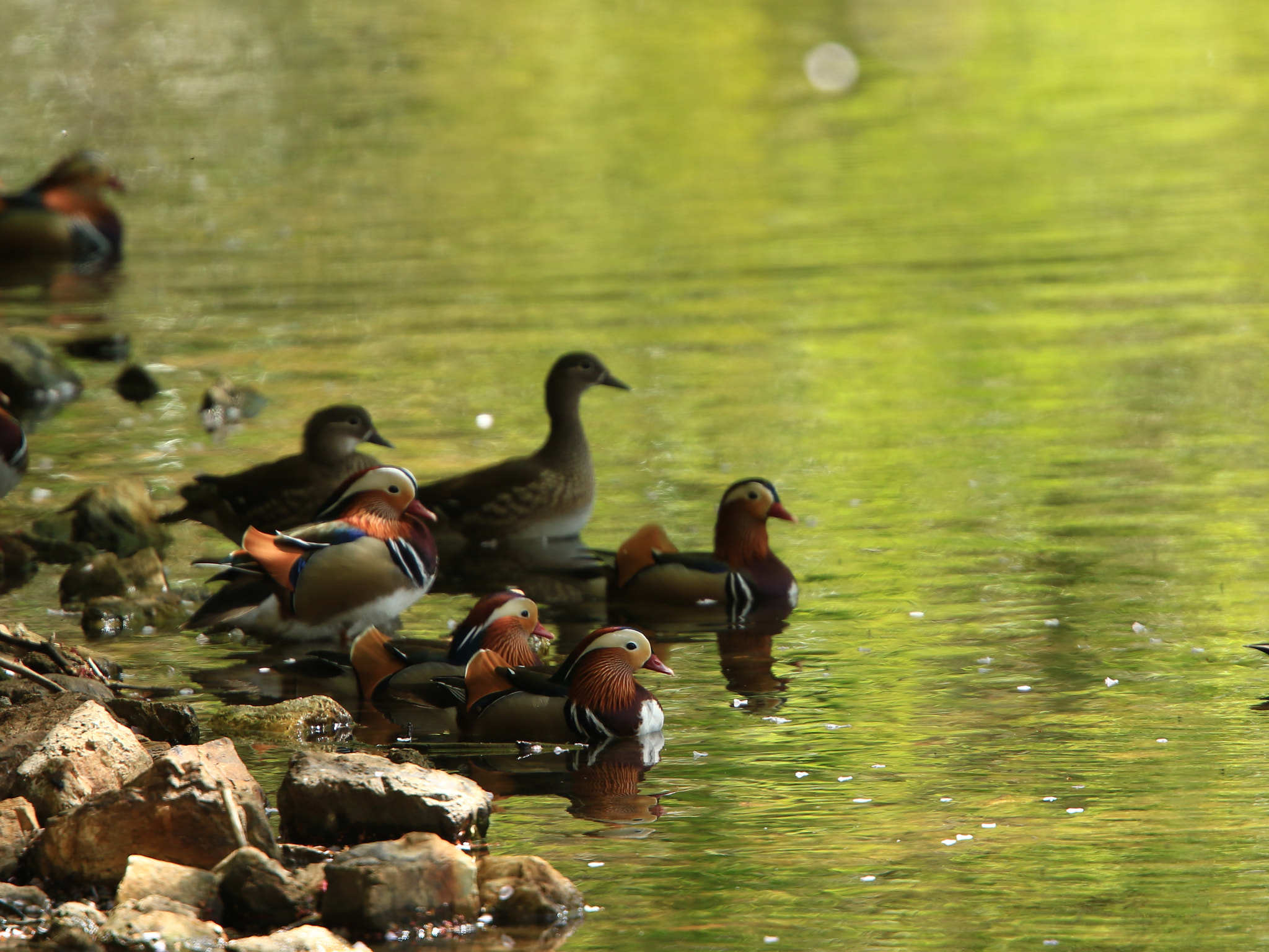 Canon EOS 7D Mark II + Canon EF 400mm F2.8L IS USM sample photo. オシドリ mandarin duck photography