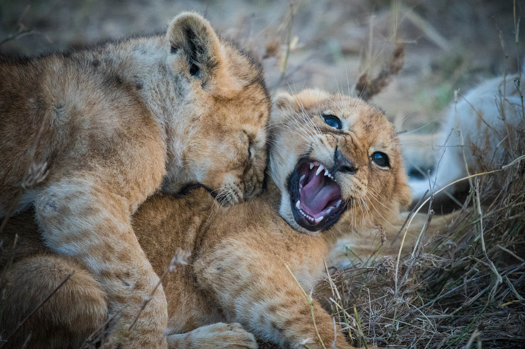 Ouch, That hurts by Paul Wild on 500px.com