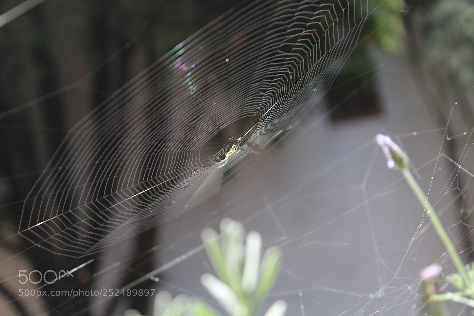 Canon EOS 1200D (EOS Rebel T5 / EOS Kiss X70 / EOS Hi) sample photo. Fractalis photography