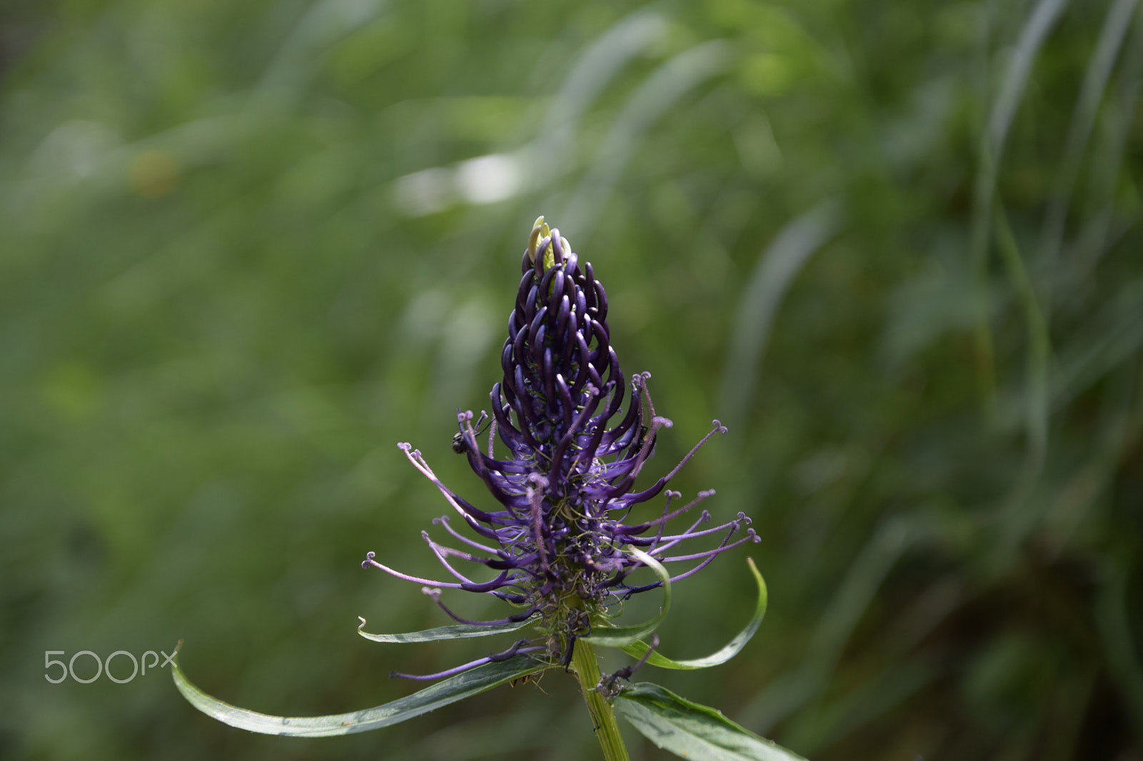 Nikon D5300 sample photo. Phyteuma betonicifolium photography