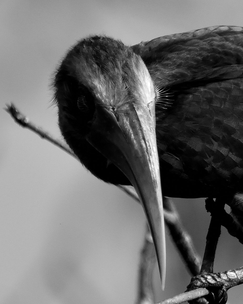 Nikon AF-S Nikkor 200-500mm F5.6E ED VR sample photo. Malabar hornbill photography