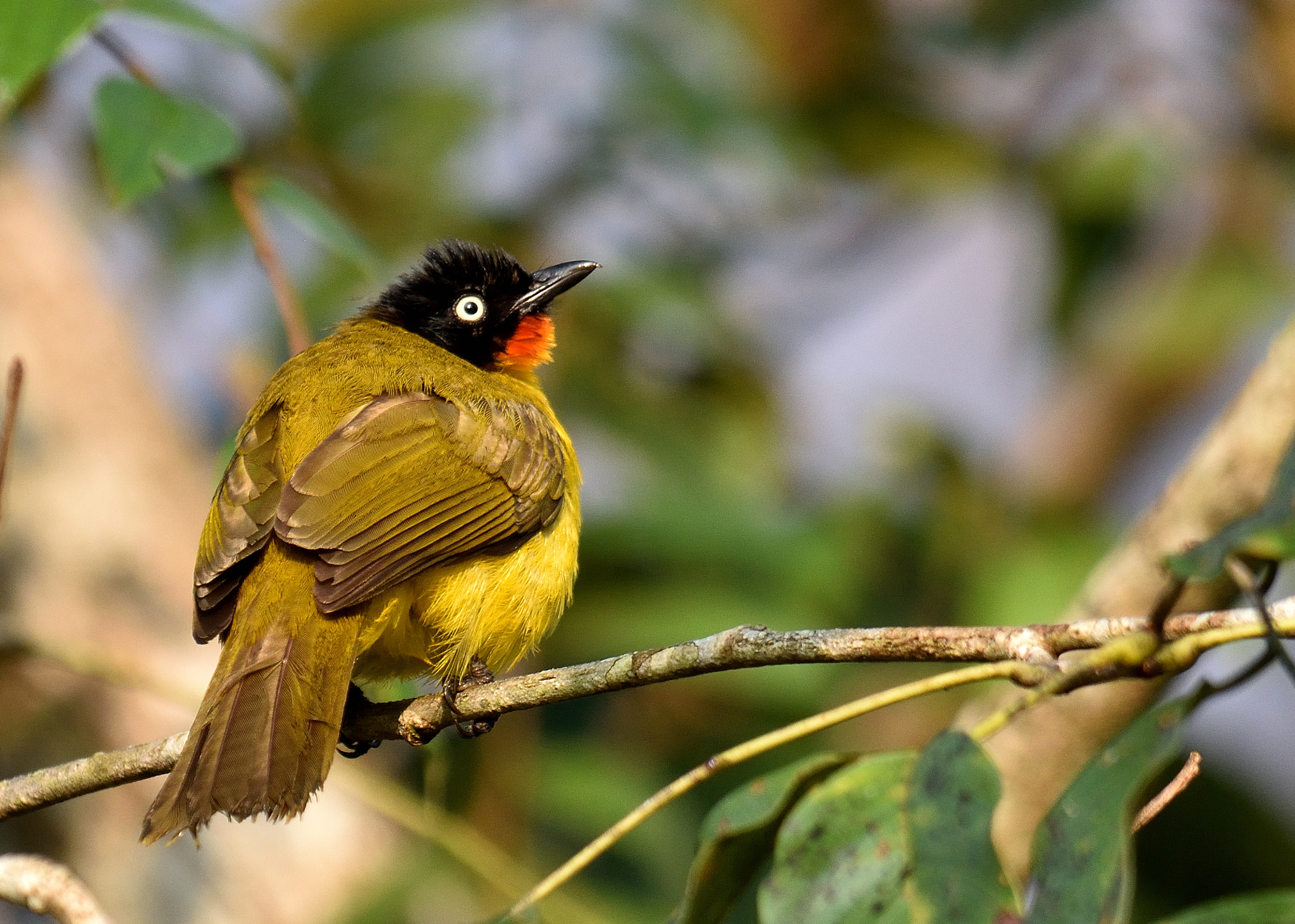 Nikon AF-S Nikkor 200-500mm F5.6E ED VR sample photo. Flame-throated bubul photography