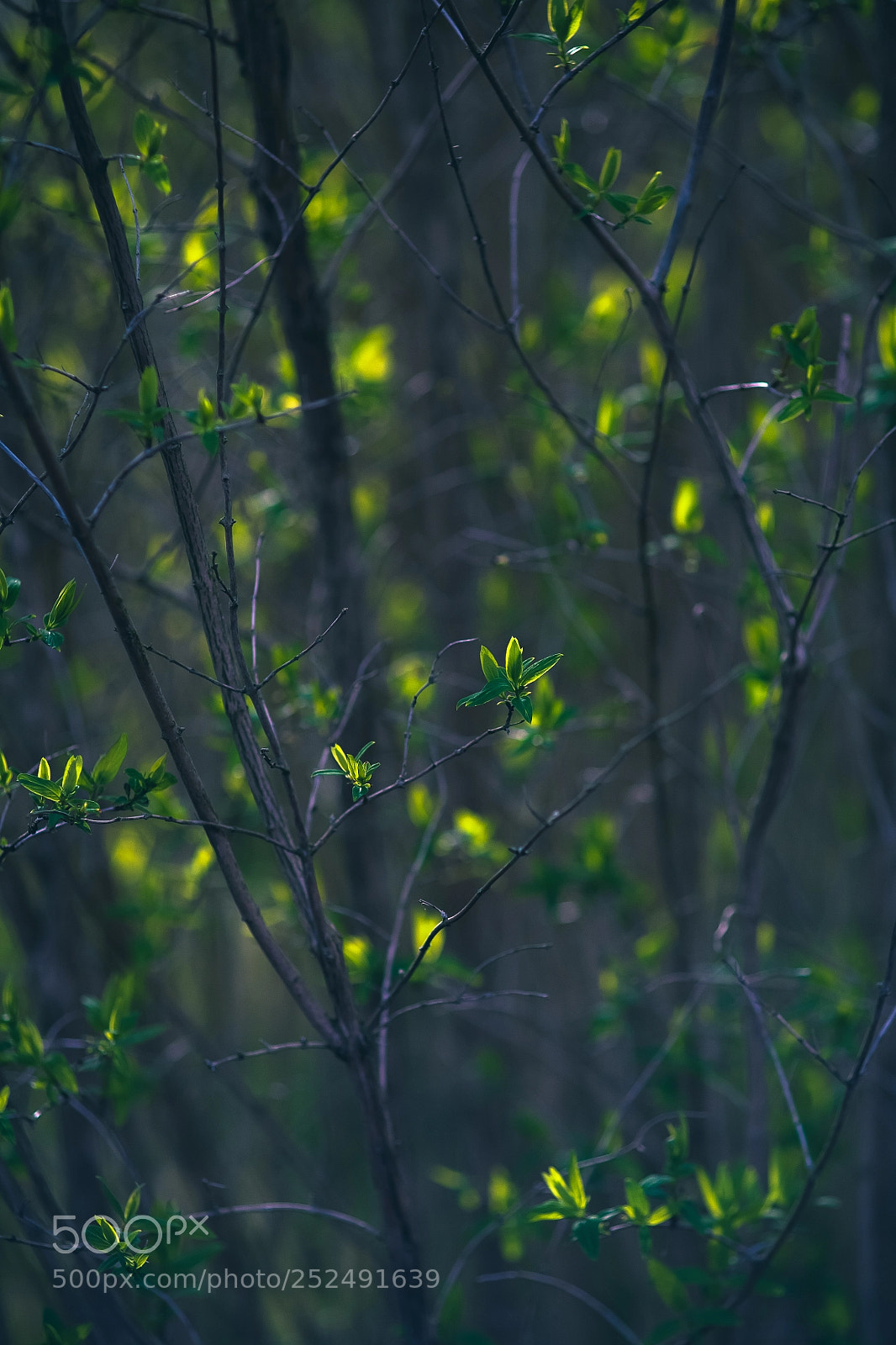 Canon EOS 5D sample photo. ~ photography