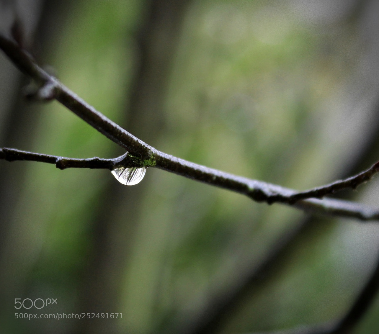 Canon EOS 1300D (EOS Rebel T6 / EOS Kiss X80) sample photo. Rain drop reflections photography