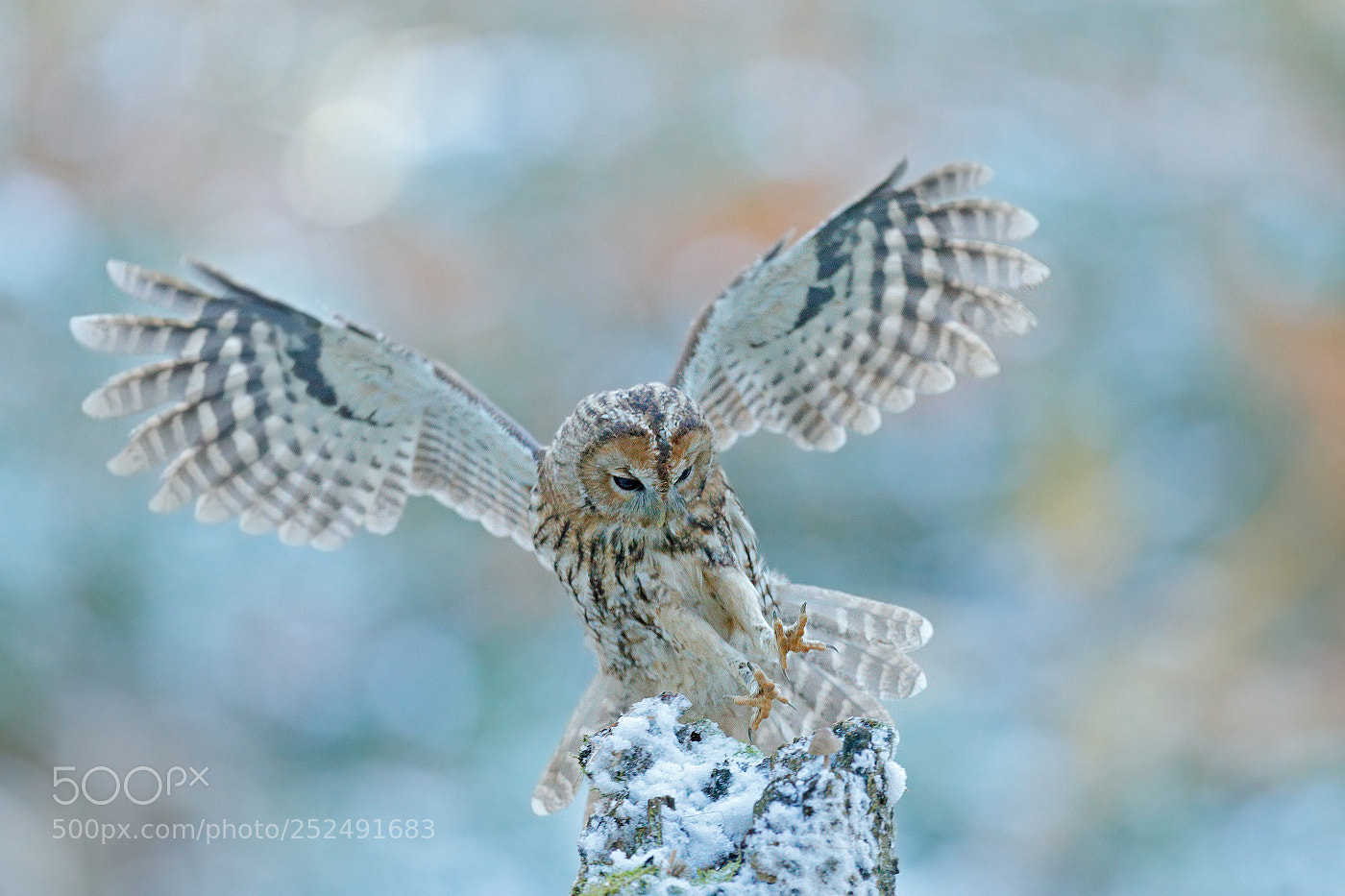 Canon EOS-1D X Mark II sample photo. Tawny owl (strix aluco) photography