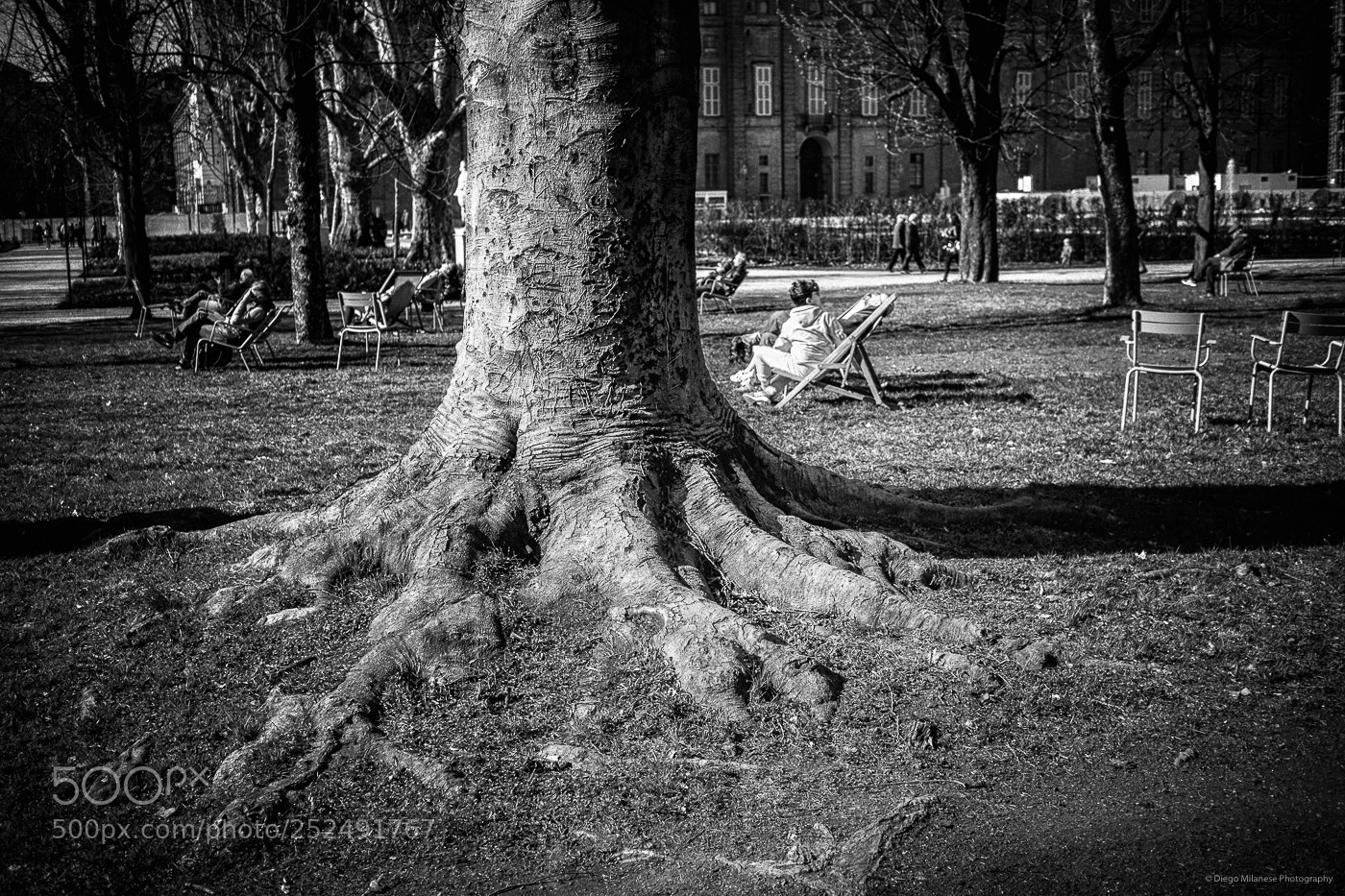 Fujifilm X-E1 sample photo. Roots photography