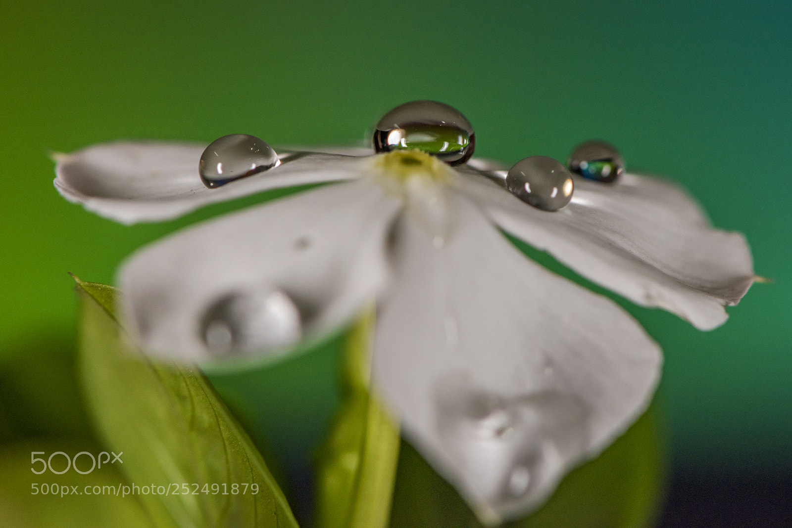 Nikon D810 sample photo. Rain drop on flower. photography