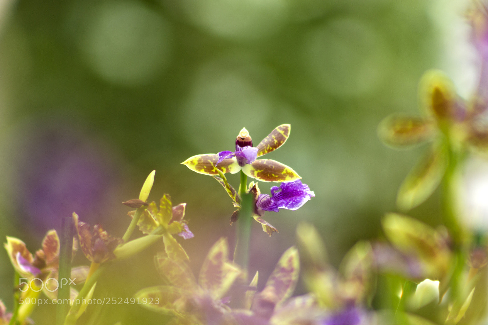 Canon EOS 700D (EOS Rebel T5i / EOS Kiss X7i) sample photo. Orchid photography