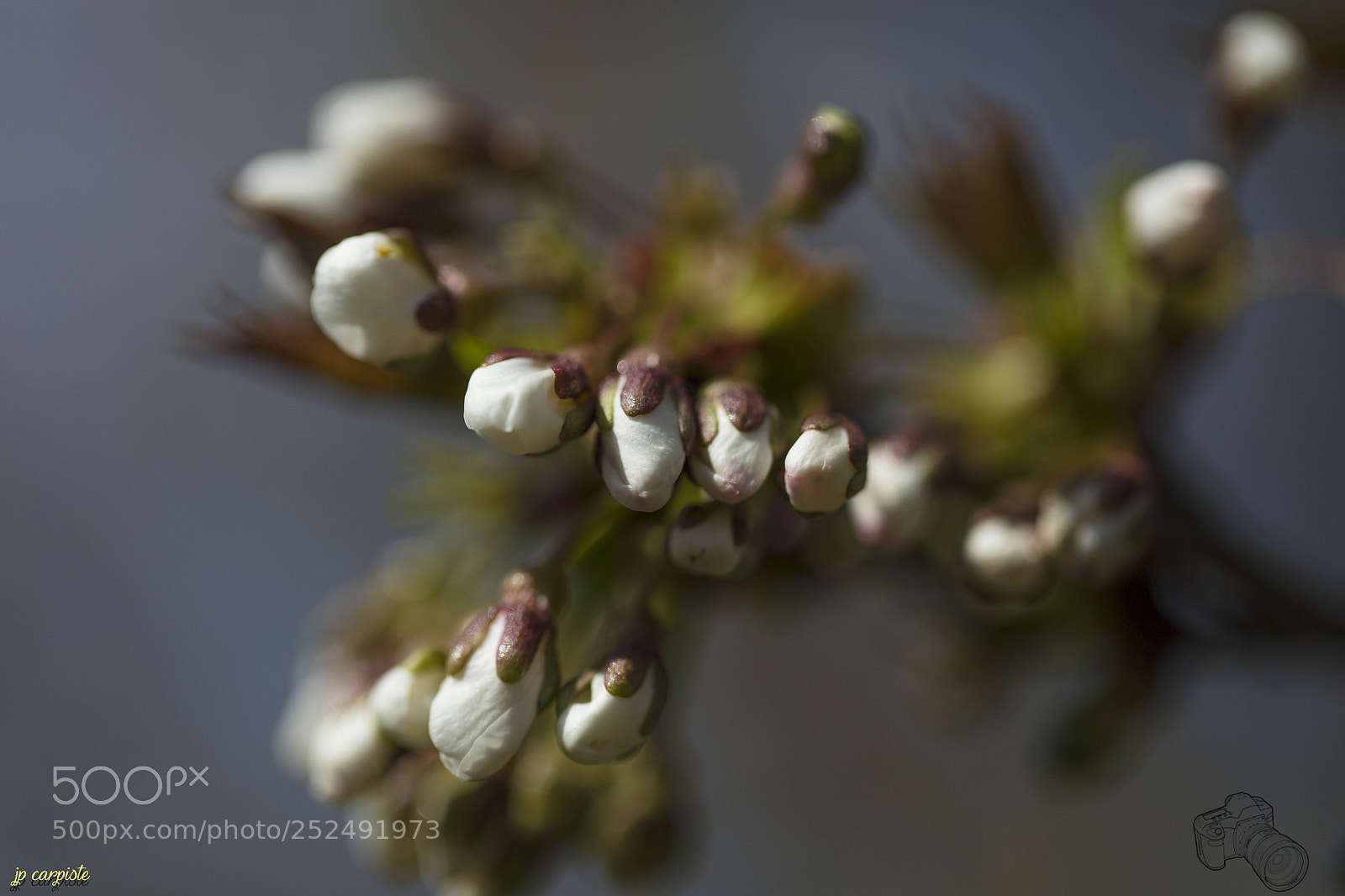 Canon EOS 5DS R sample photo. Aubépine photography