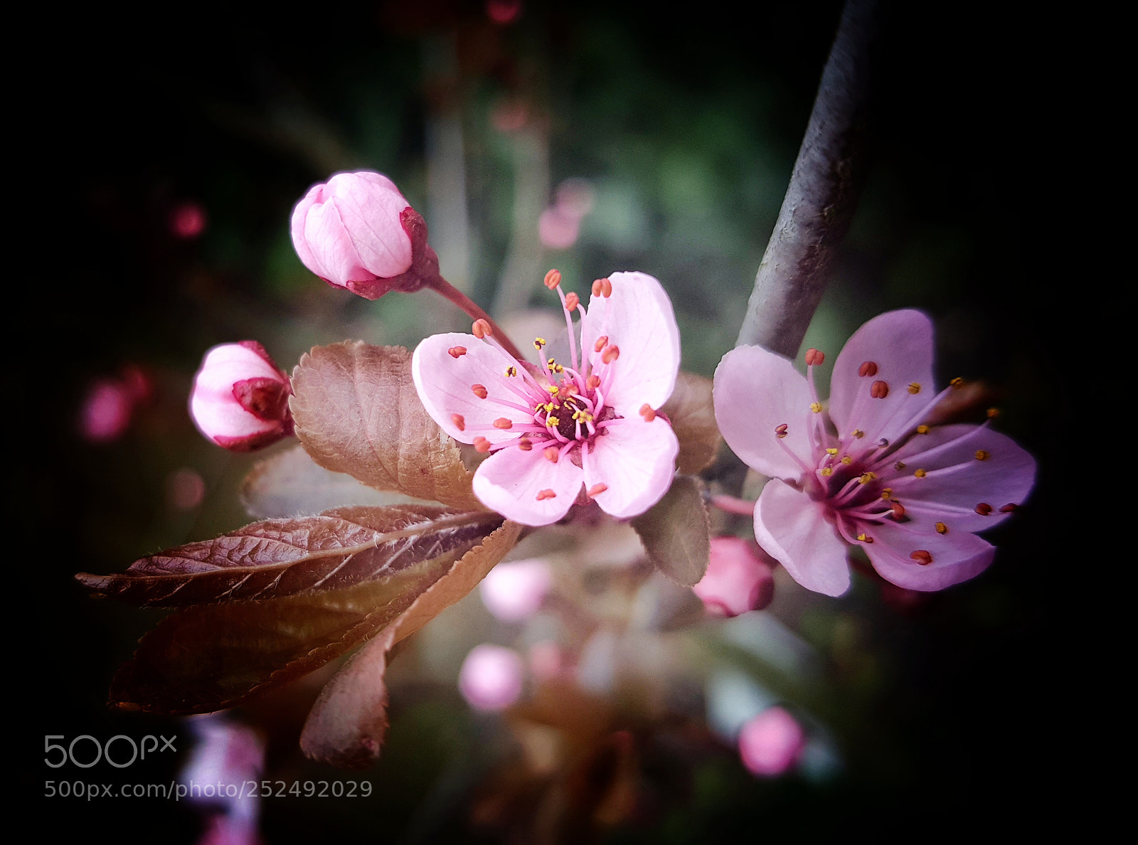 Samsung Galaxy S6 sample photo. • blossom • photography