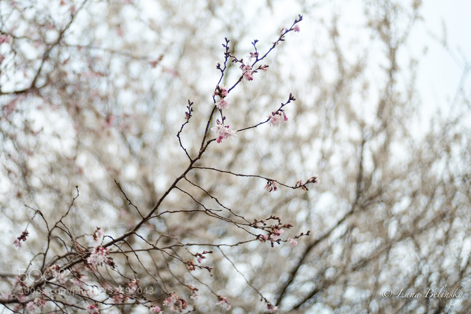 Fujifilm X-E2S sample photo. Nokton cherries photography