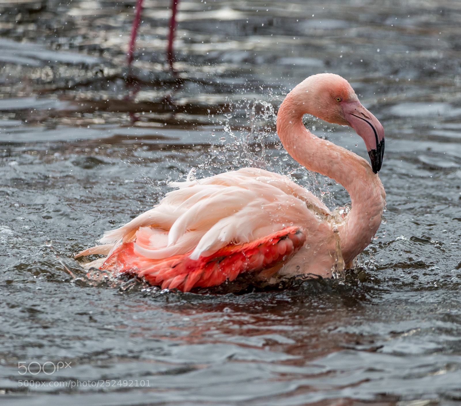 Nikon D800 sample photo. Flamingo preening photography