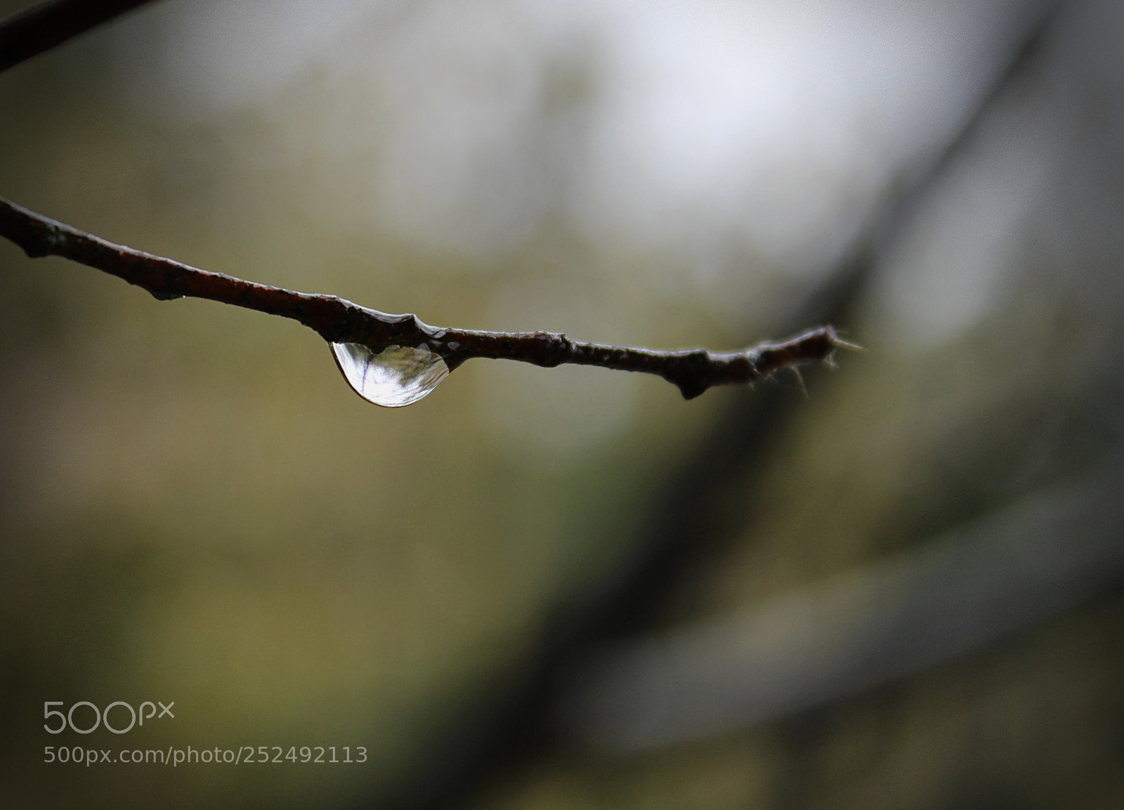 Canon EOS 1300D (EOS Rebel T6 / EOS Kiss X80) sample photo. Raindrop photography