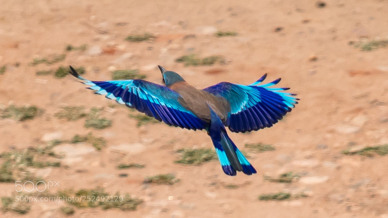 Canon EOS 80D sample photo. Indian roller photography