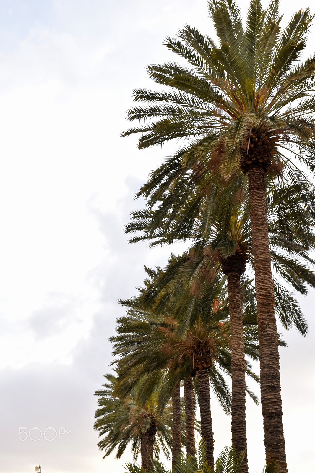Nikon D5600 sample photo. Papm trees photography