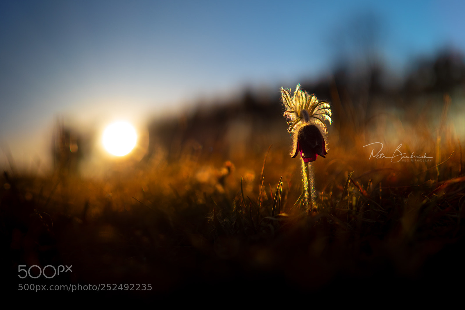 Olympus OM-D E-M1 Mark II sample photo. Pasque flower | czech republic photography