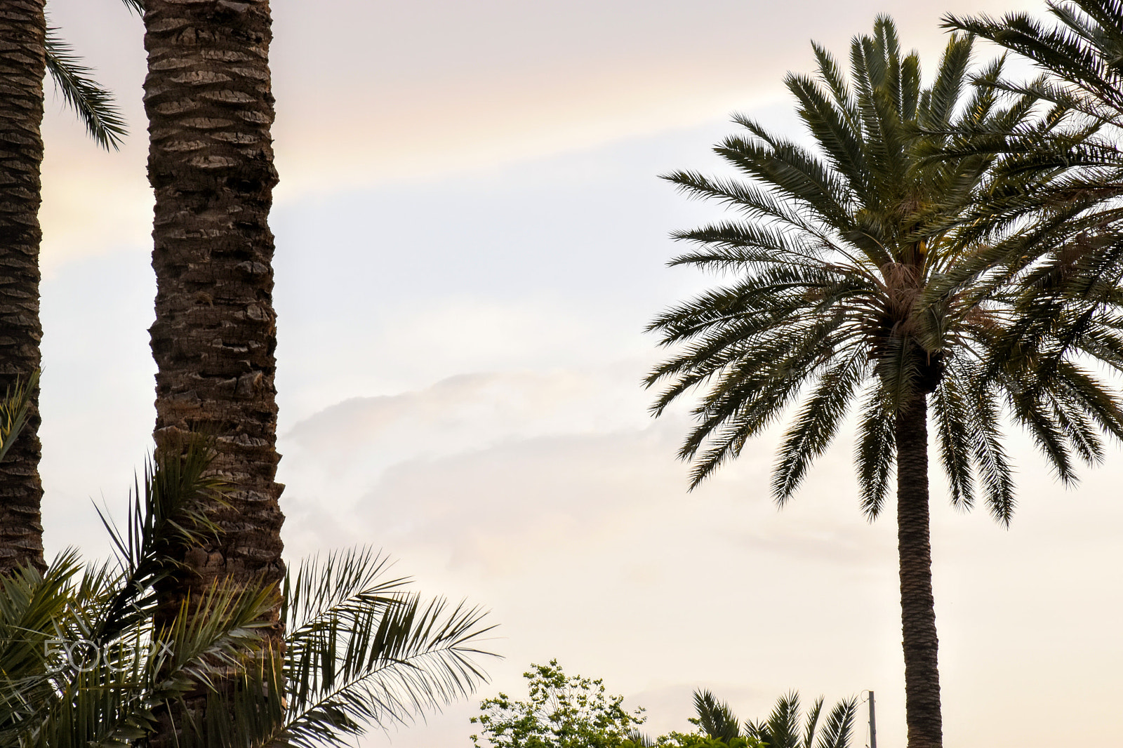 Nikon D5600 sample photo. Papm trees photography