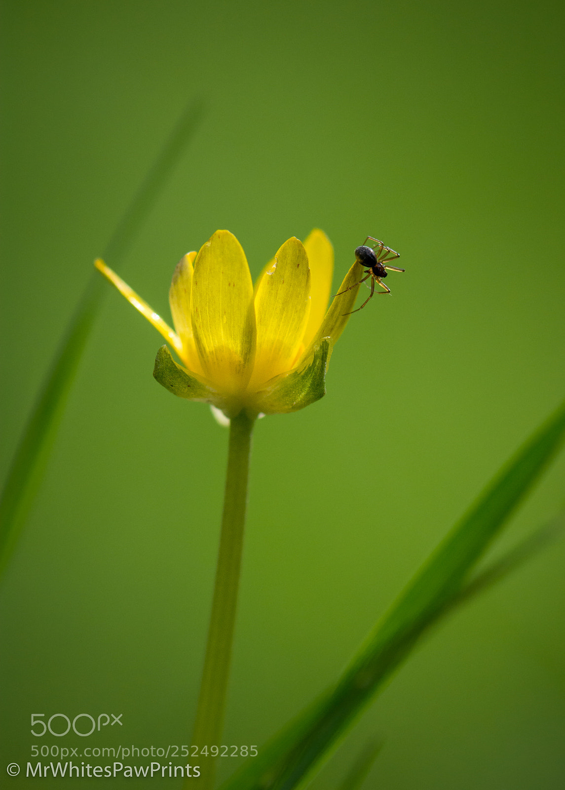 Nikon D7100 sample photo. Life in the local photography