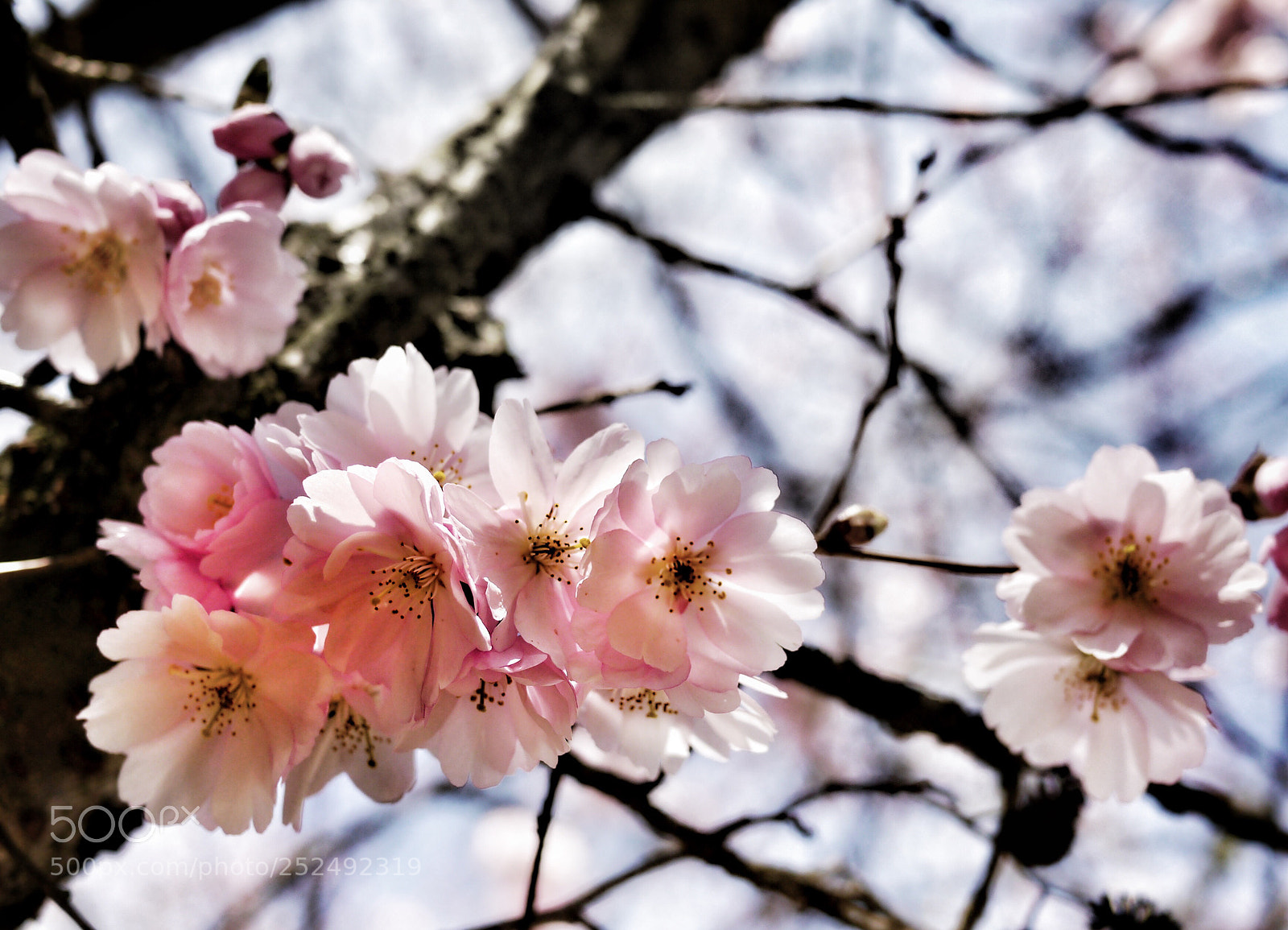 Panasonic Lumix DMC-G3 sample photo. Sakura #96 photography