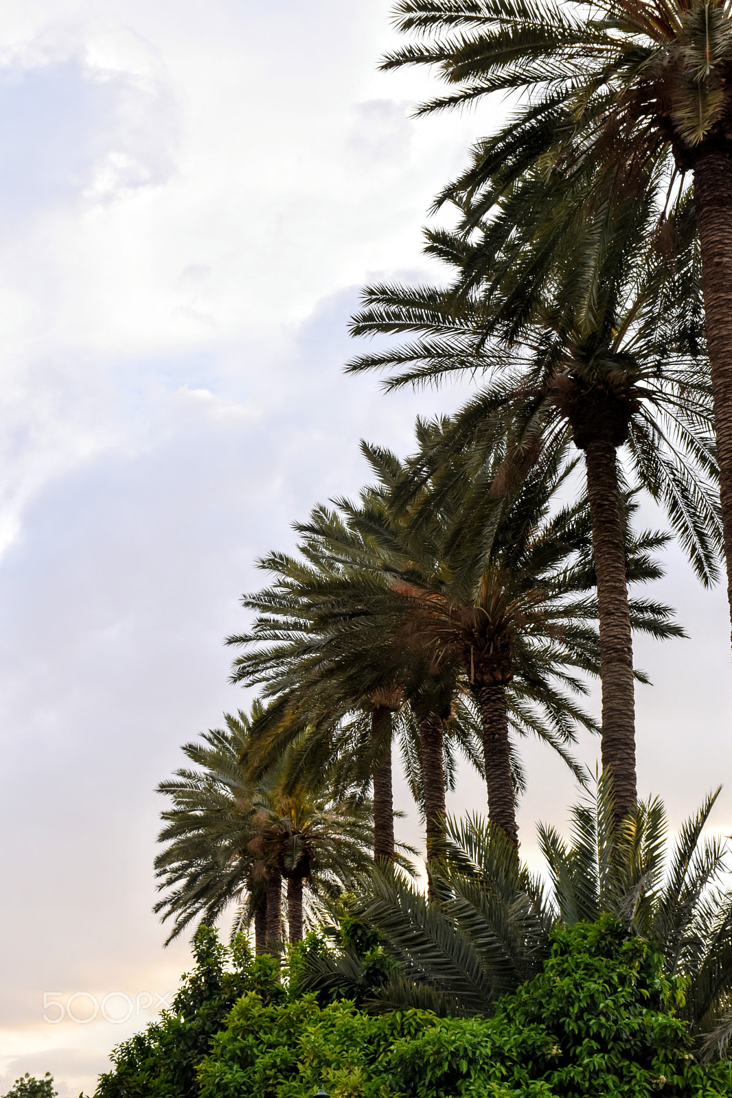 Nikon D5600 sample photo. Trees photography