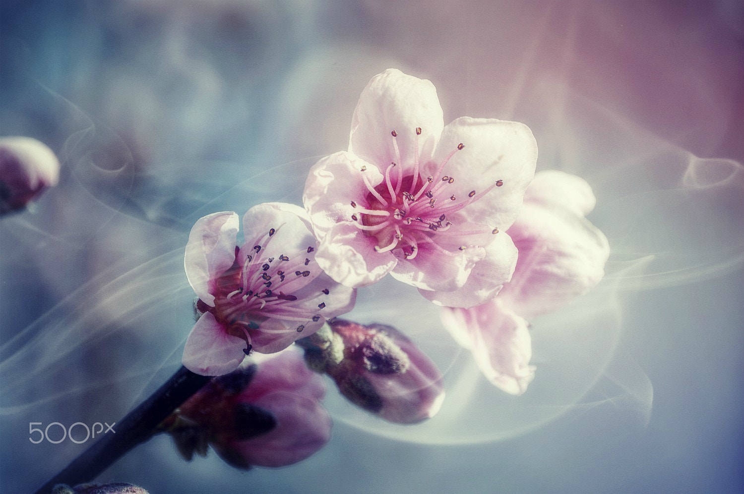 Nikon D3200 sample photo. Spring beauty photography