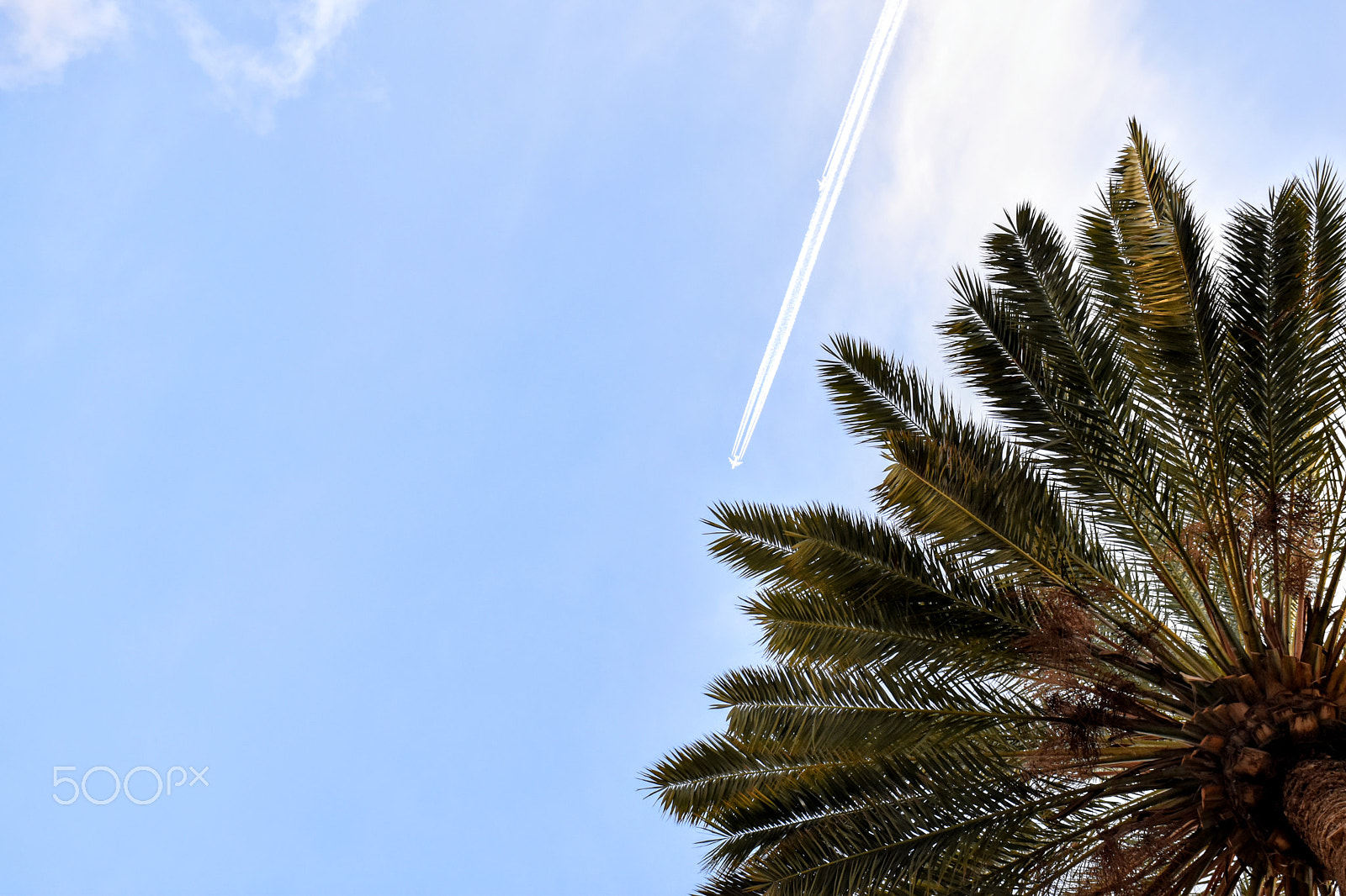 Nikon D5600 sample photo. Palm and airplane photography