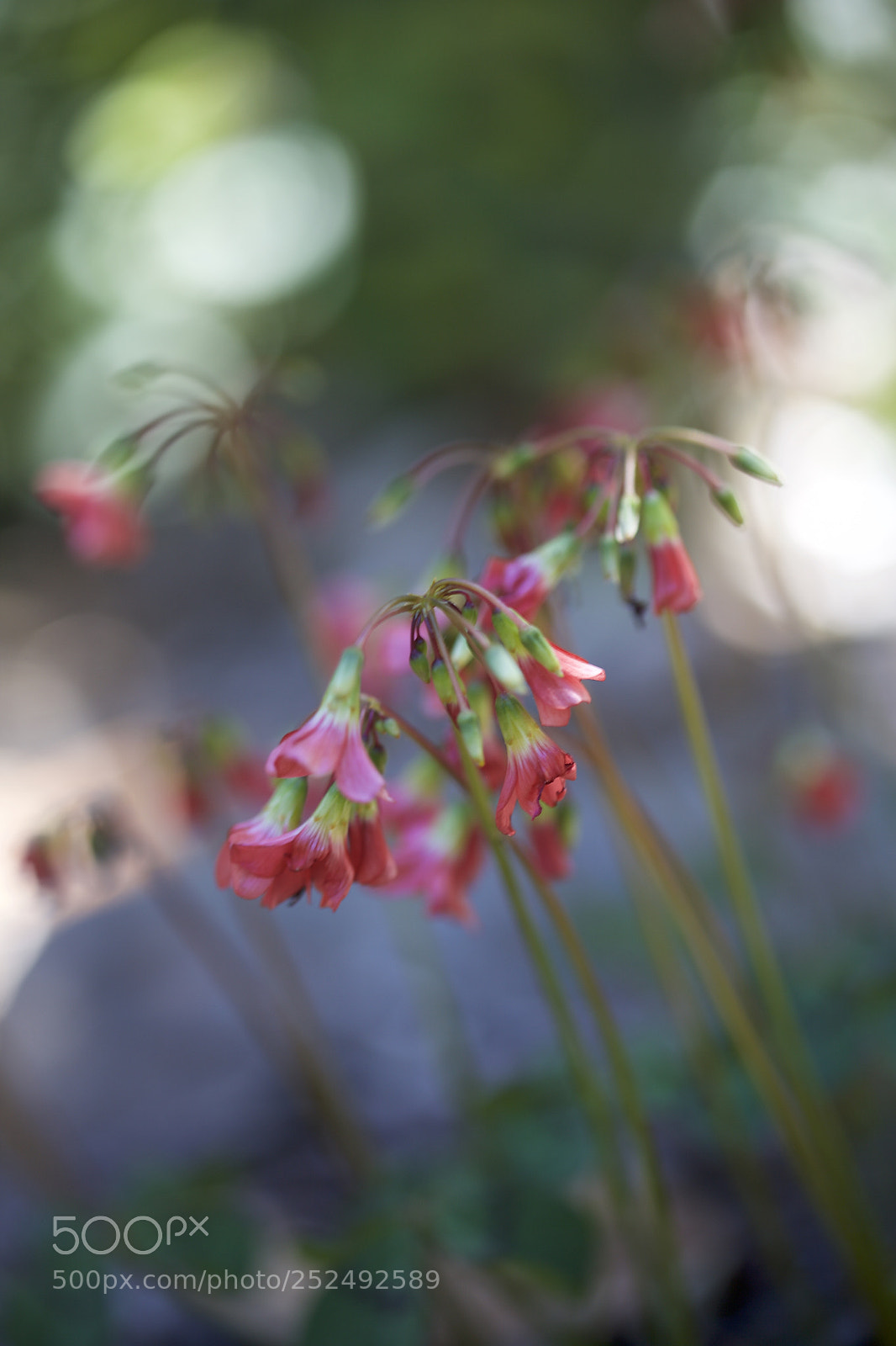 Canon EOS 5D Mark II sample photo. Spring 2018 photography