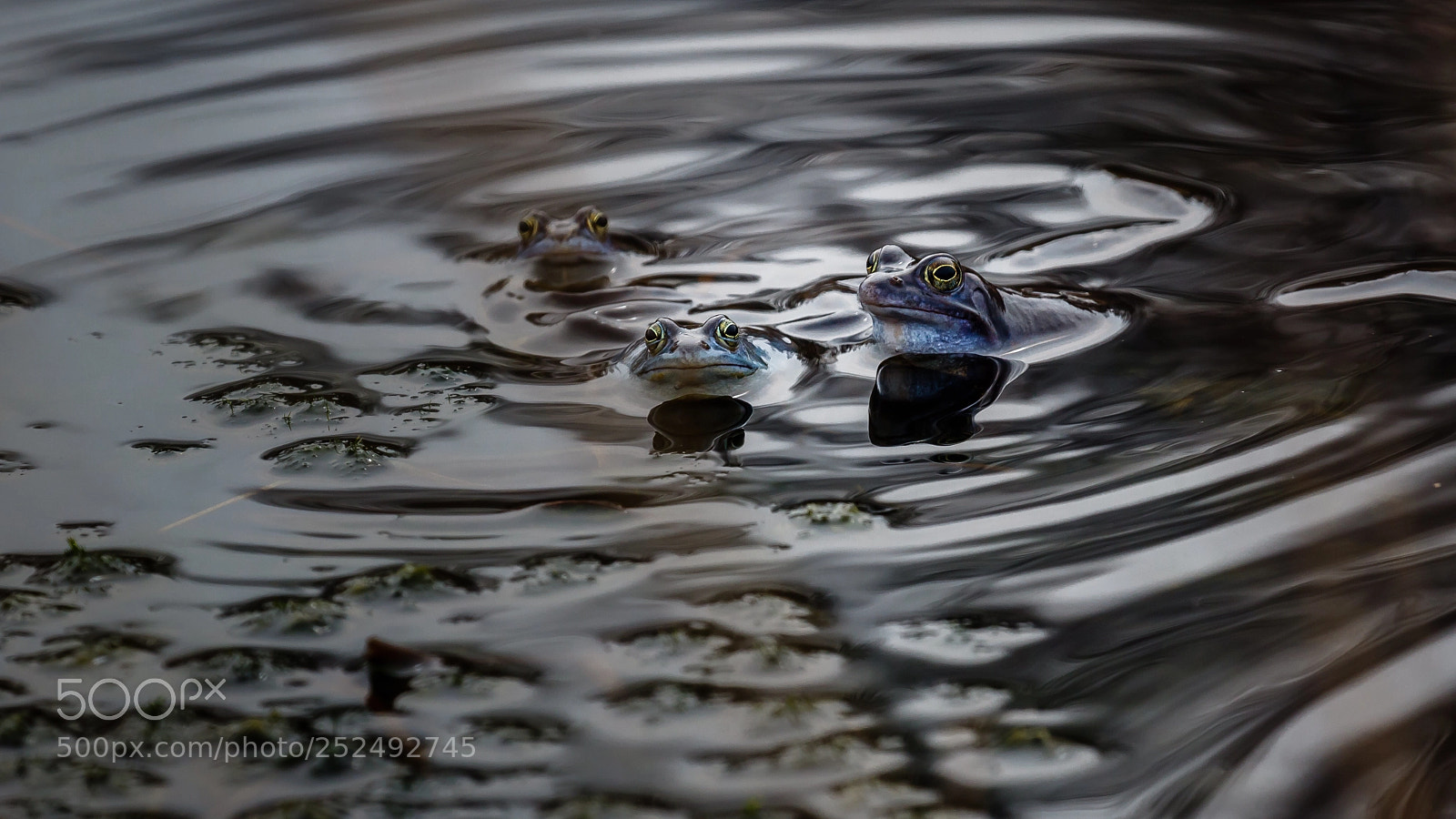 Canon EOS 7D Mark II sample photo. Heikikker photography