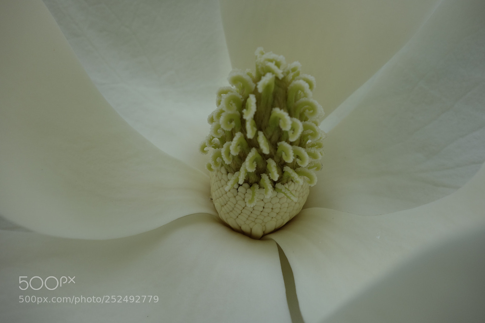 Sony Cyber-shot DSC-RX100 sample photo. Magnolia grandiflora photography