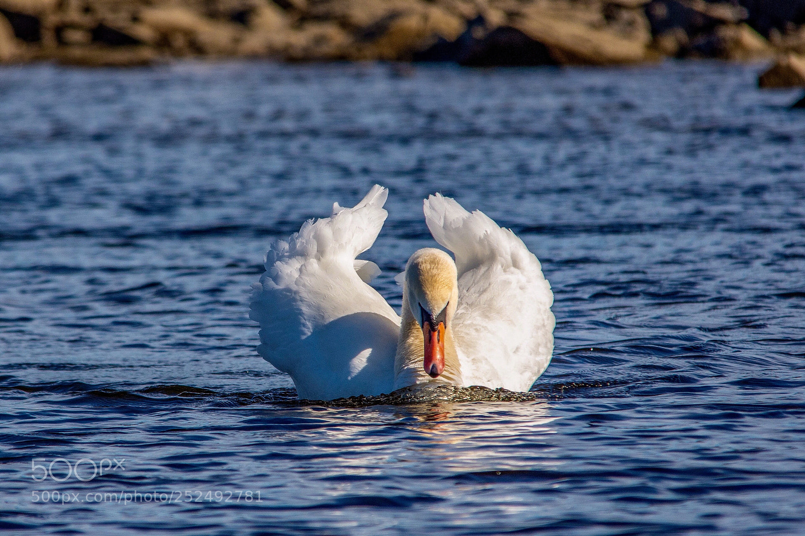 Nikon D7200 sample photo. Angry bird photography