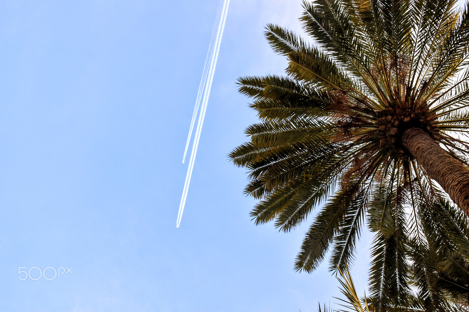 Nikon D5600 sample photo. Palm and airplane photography