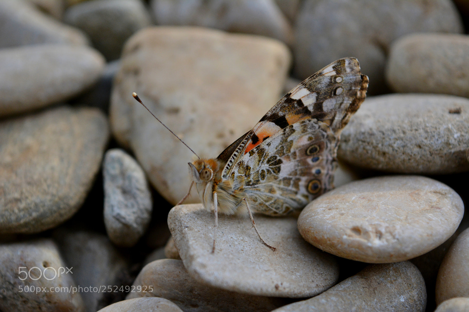 Nikon D5200 sample photo. Painted lady photography