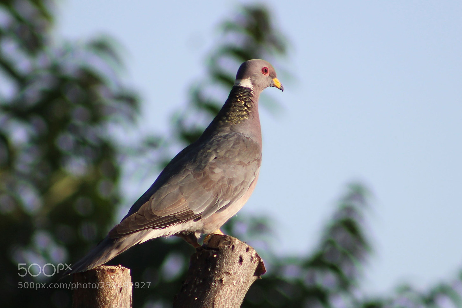 Canon EOS 1300D (EOS Rebel T6 / EOS Kiss X80) sample photo. Pigeon in the morning photography