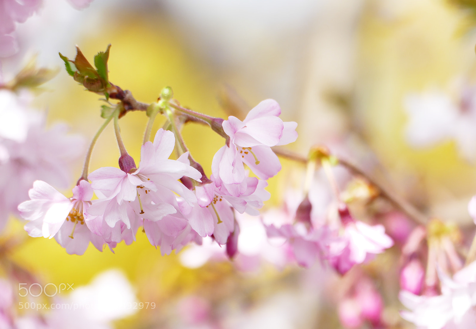 Panasonic Lumix DMC-FZ1000 sample photo. Spring blossom photography