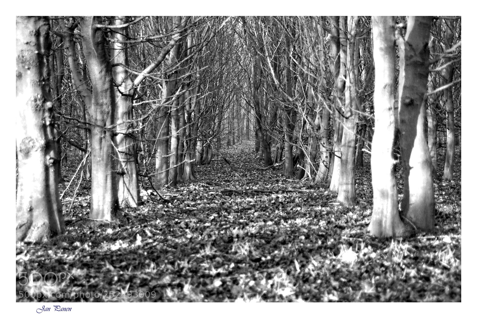 Sony ILCA-77M2 sample photo. Forest photography