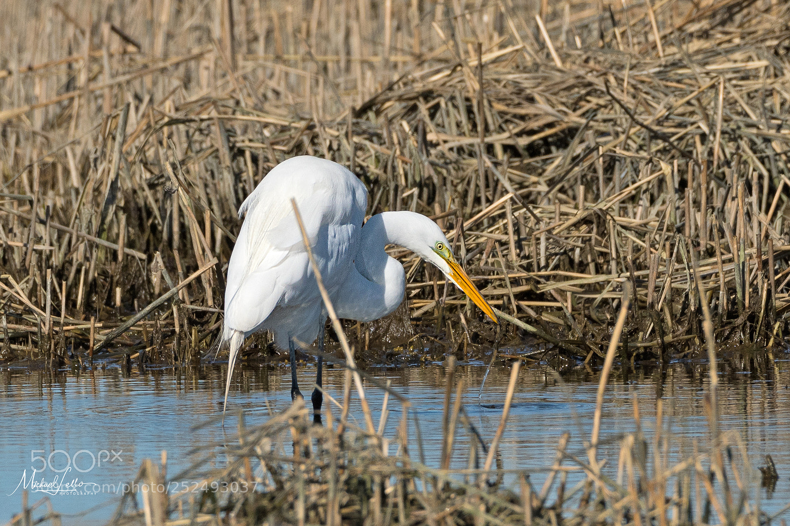Nikon D500 sample photo. Great egret stalking photography