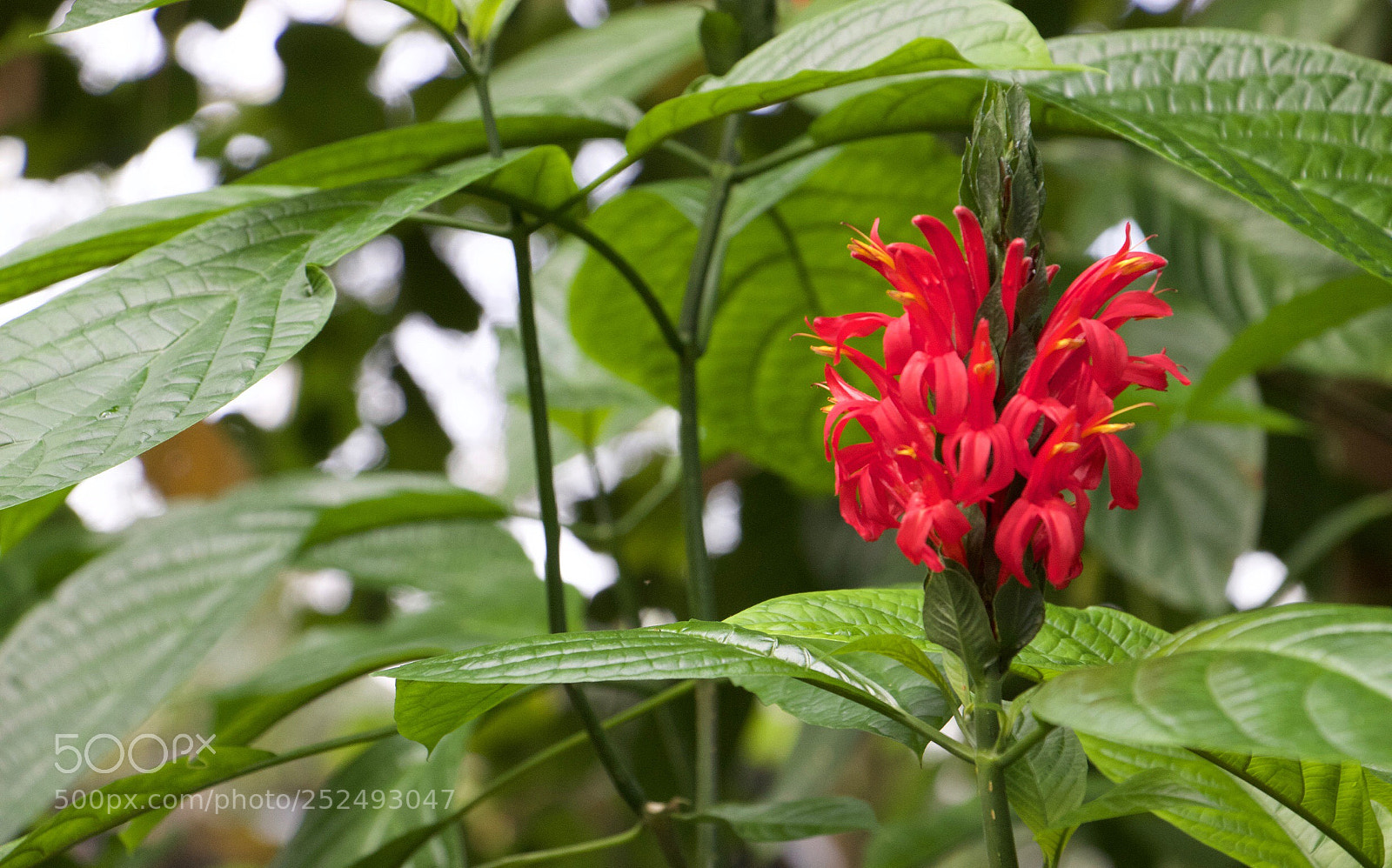 Canon EOS 600D (Rebel EOS T3i / EOS Kiss X5) sample photo. Eruptions of red photography