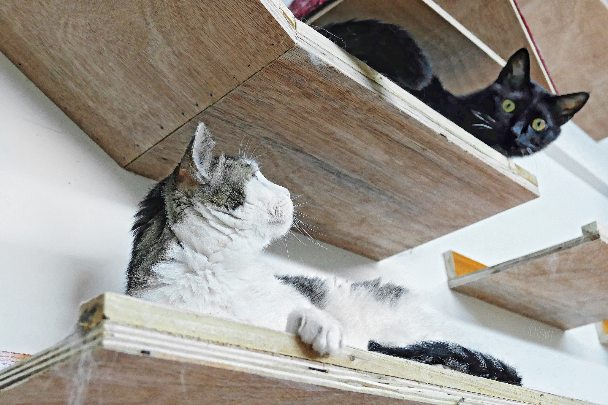 Panasonic Lumix DMC-LX10 (Lumix DMC-LX15) sample photo. Eyes to eyes photography