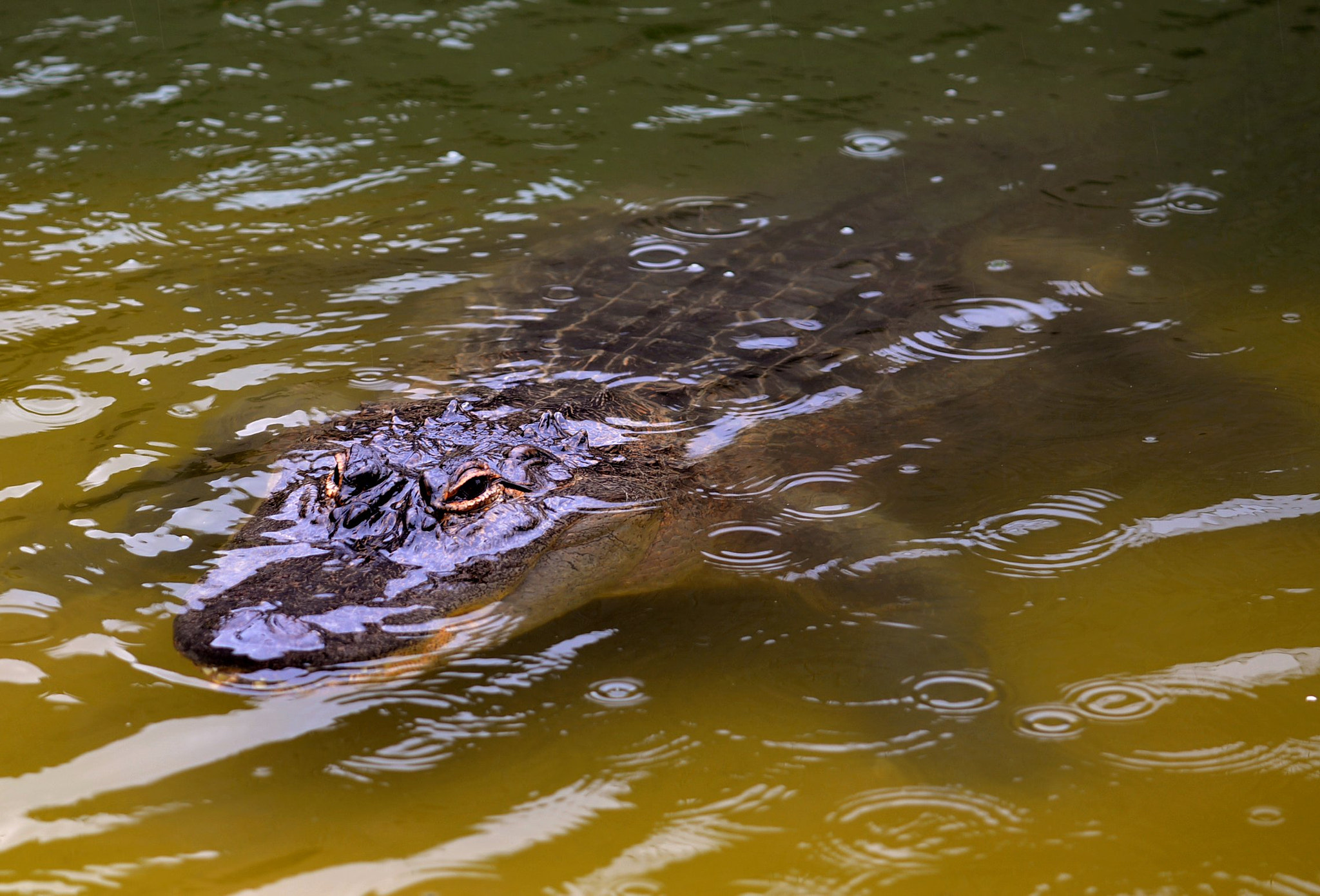 Sigma 150mm F2.8 EX DG Macro HSM sample photo. Dark water photography