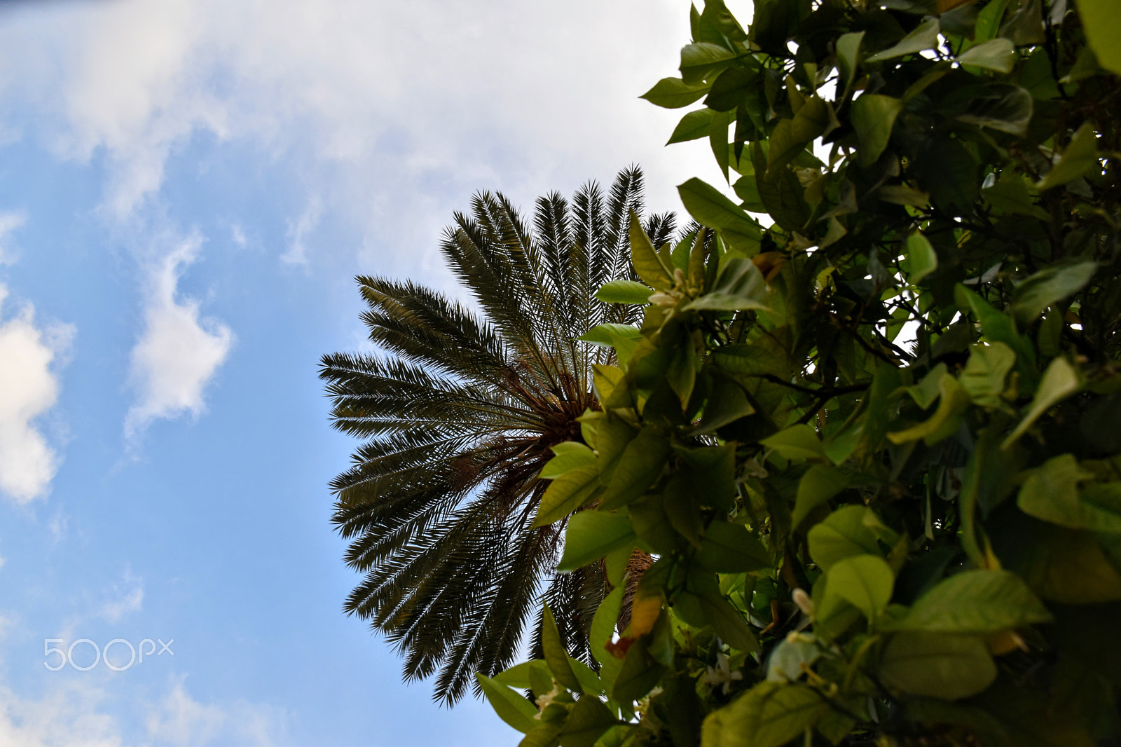 Nikon D5600 sample photo. Palm and trees photography