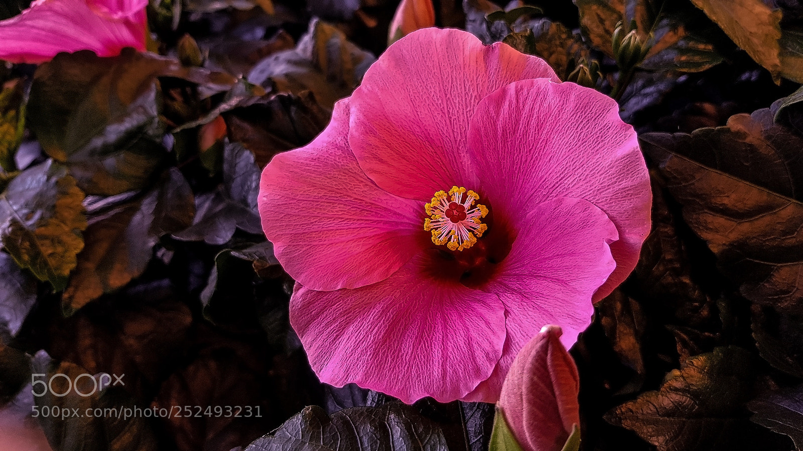 Samsung Galaxy S8 sample photo. A hibiskus growing in photography