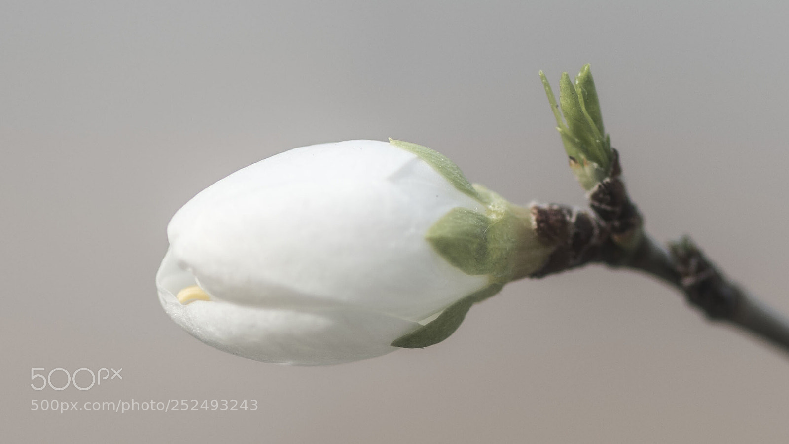 Nikon D500 sample photo. Budding spring photography