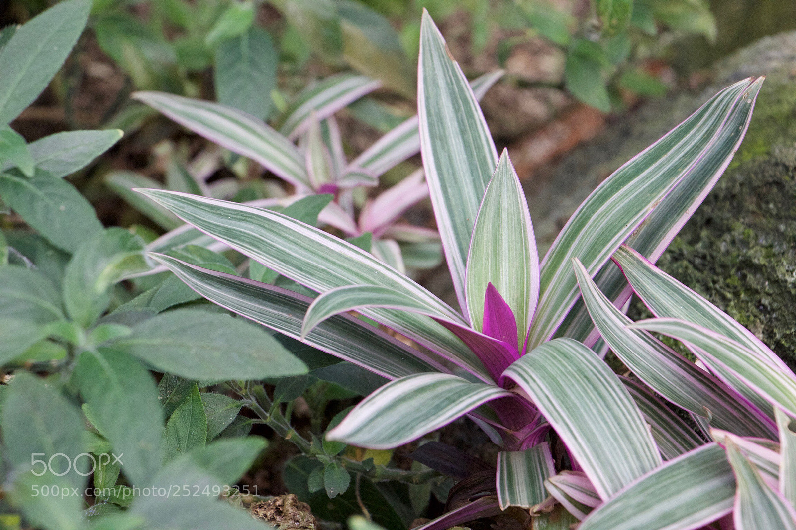 Canon EOS 600D (Rebel EOS T3i / EOS Kiss X5) sample photo. Purple is calming  photography