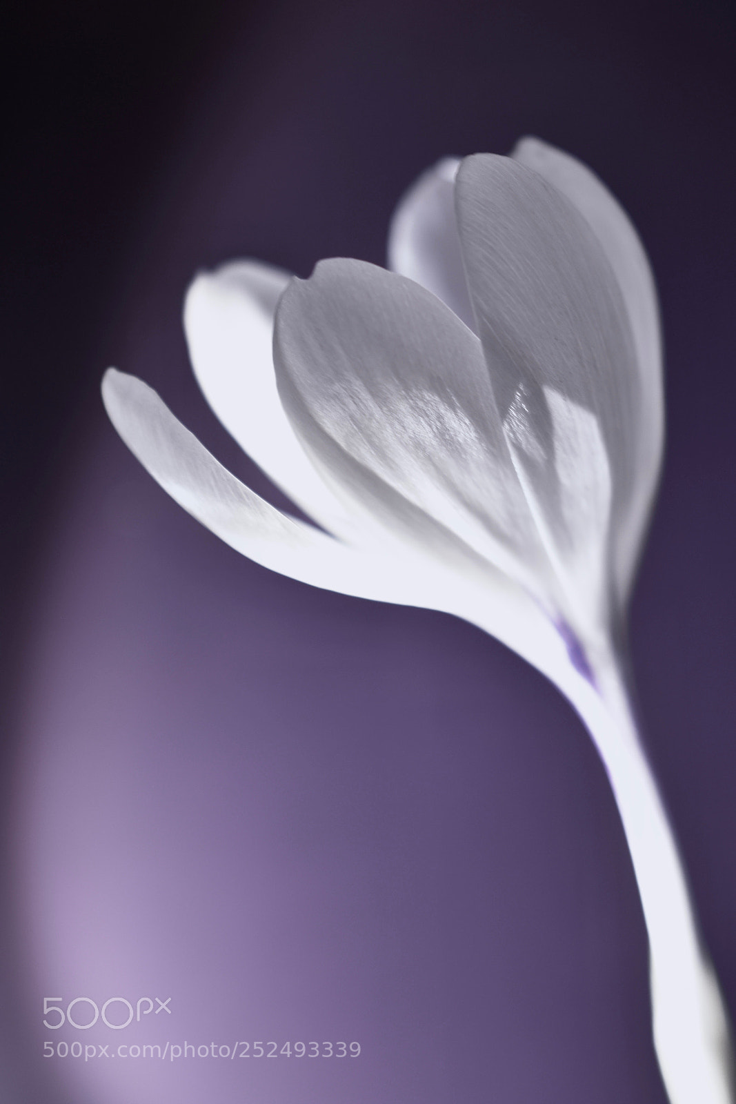 Nikon D5600 sample photo. Flower bride photography