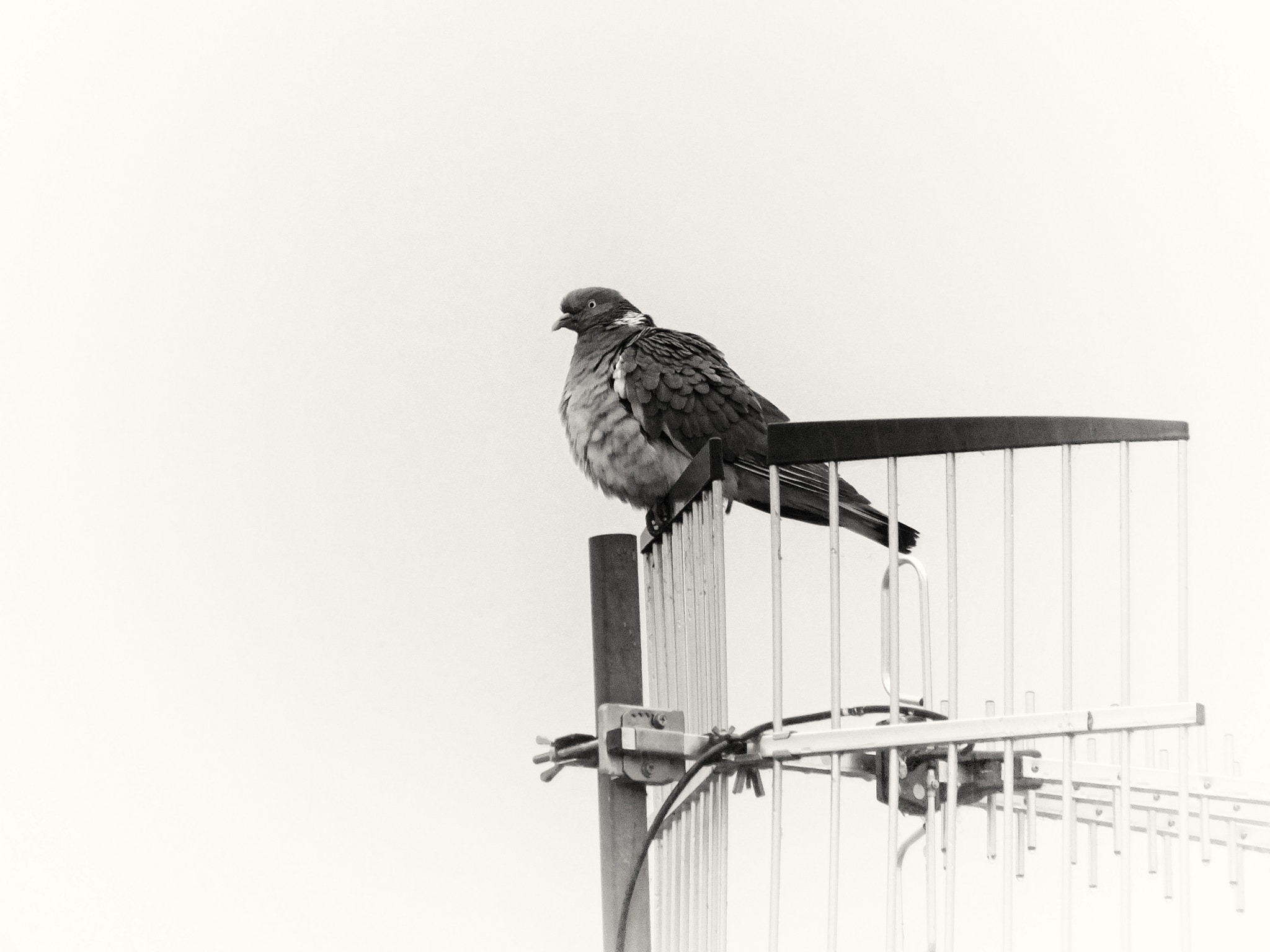 FujiFilm FinePix HS20 EXR (FinePix HS22 EXR) sample photo. Pigeon vole.. photography
