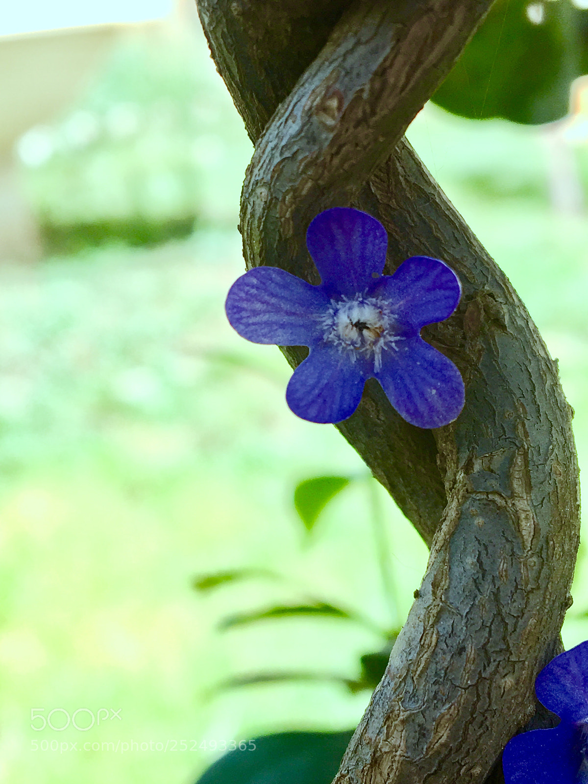Apple iPhone 6s sample photo. Blue flower photography